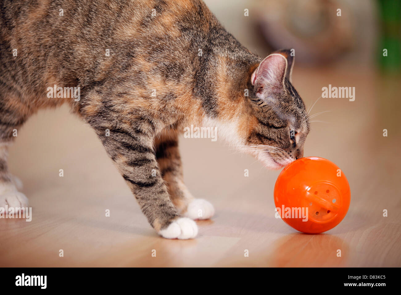 Cat sniffing floor hires stock photography and images Alamy