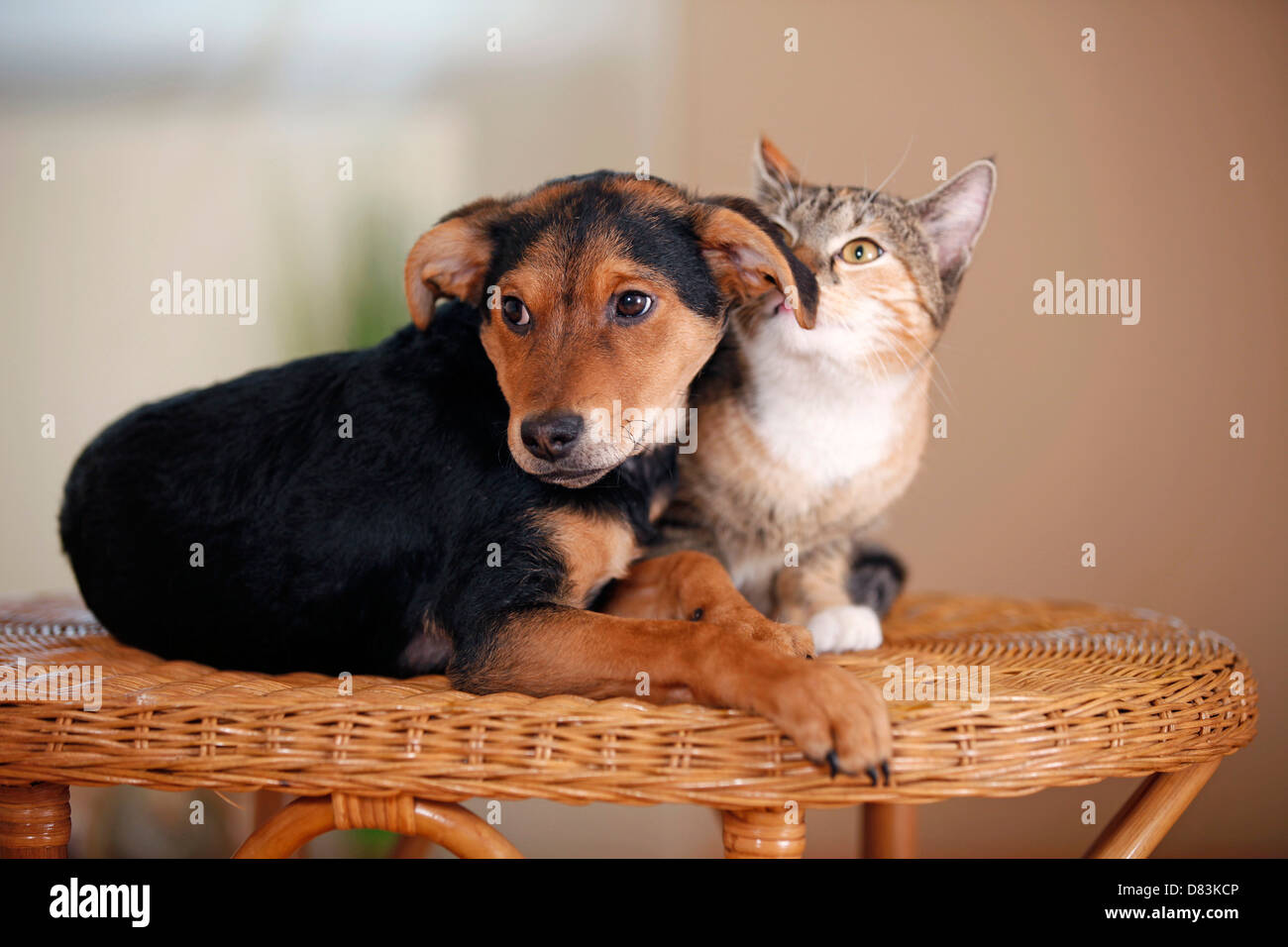 cat and dog Stock Photo
