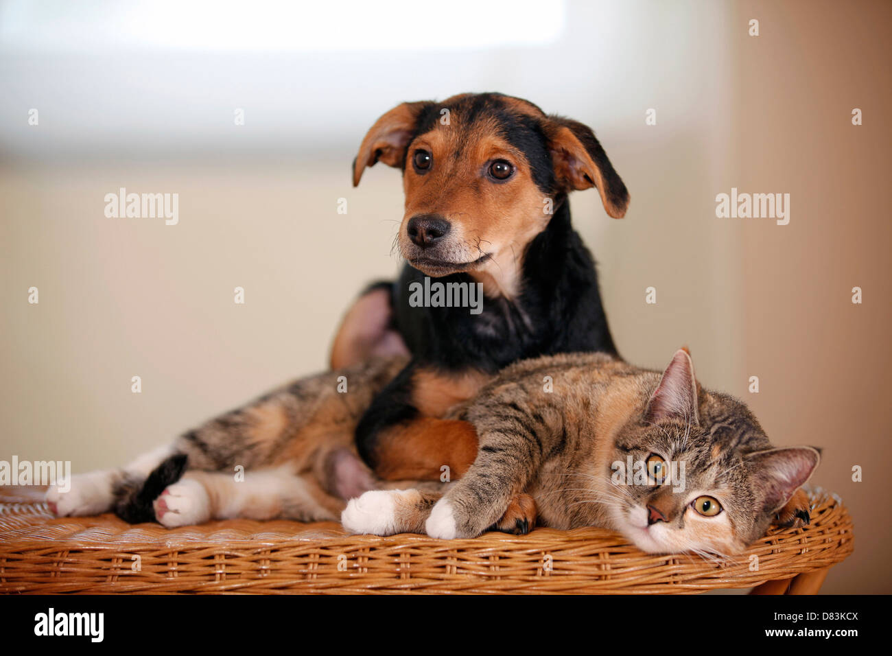 cat and dog Stock Photo