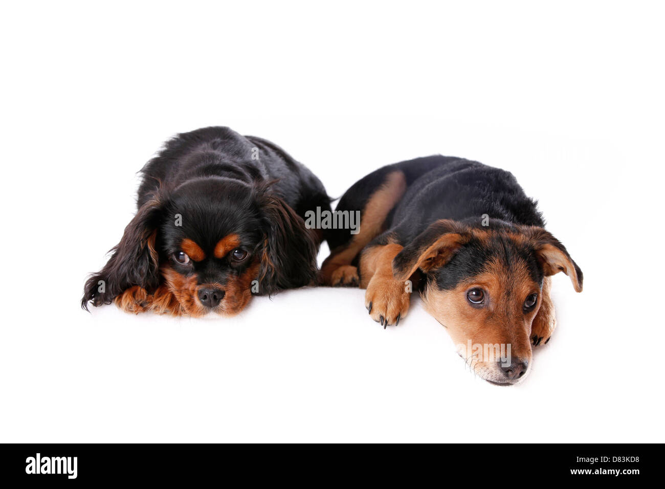 Two dogs laying down Cut Out Stock Images & Pictures - Alamy