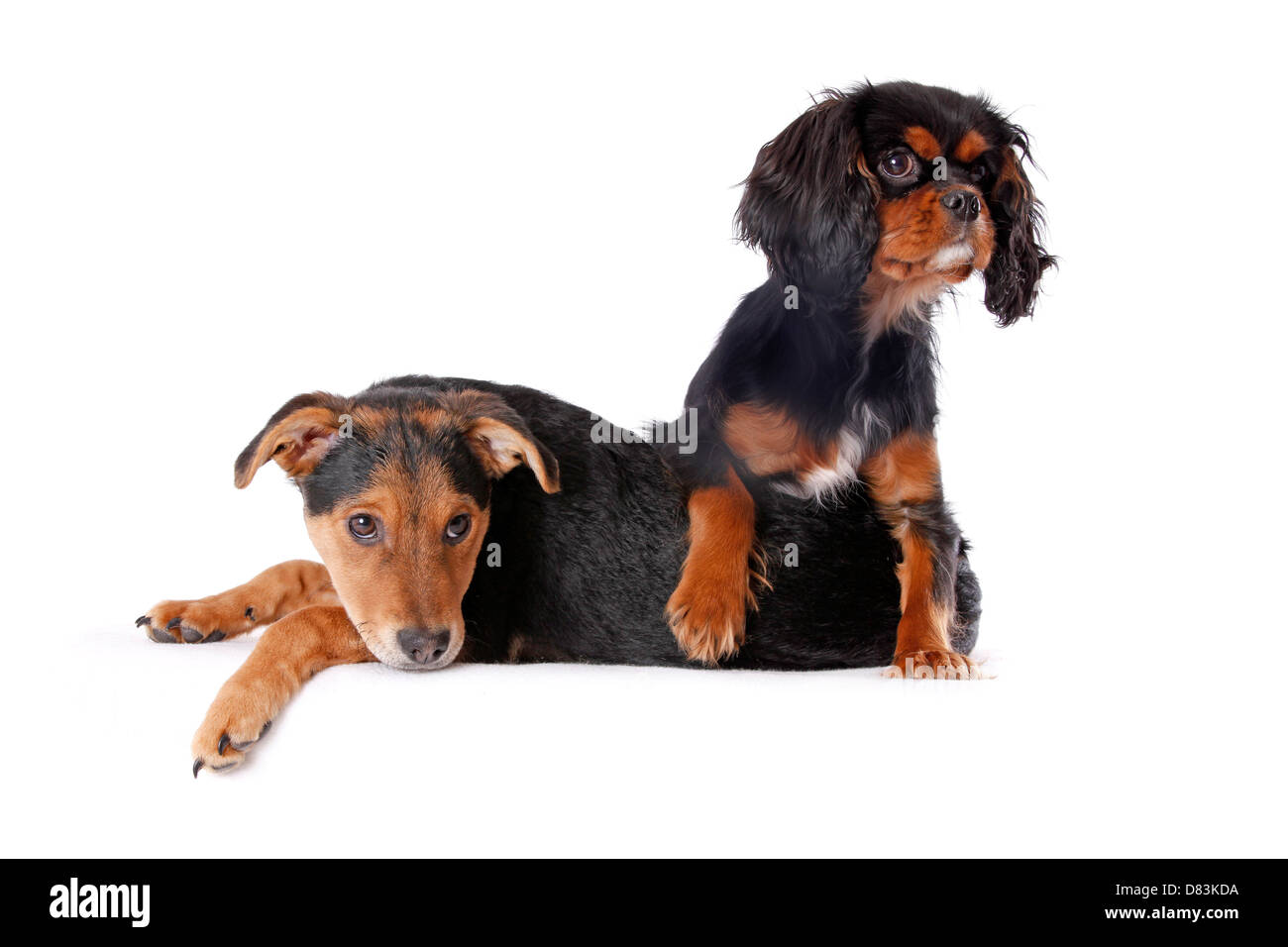 Two dogs laying down Cut Out Stock Images & Pictures - Alamy