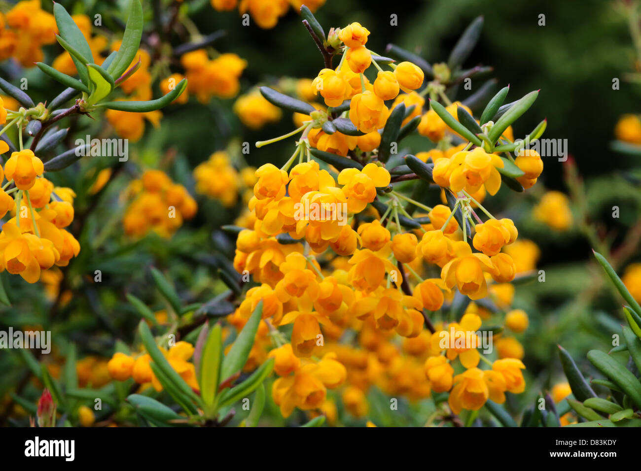 Berberis × stenophylla 'Corallina Compacta' Stock Photo