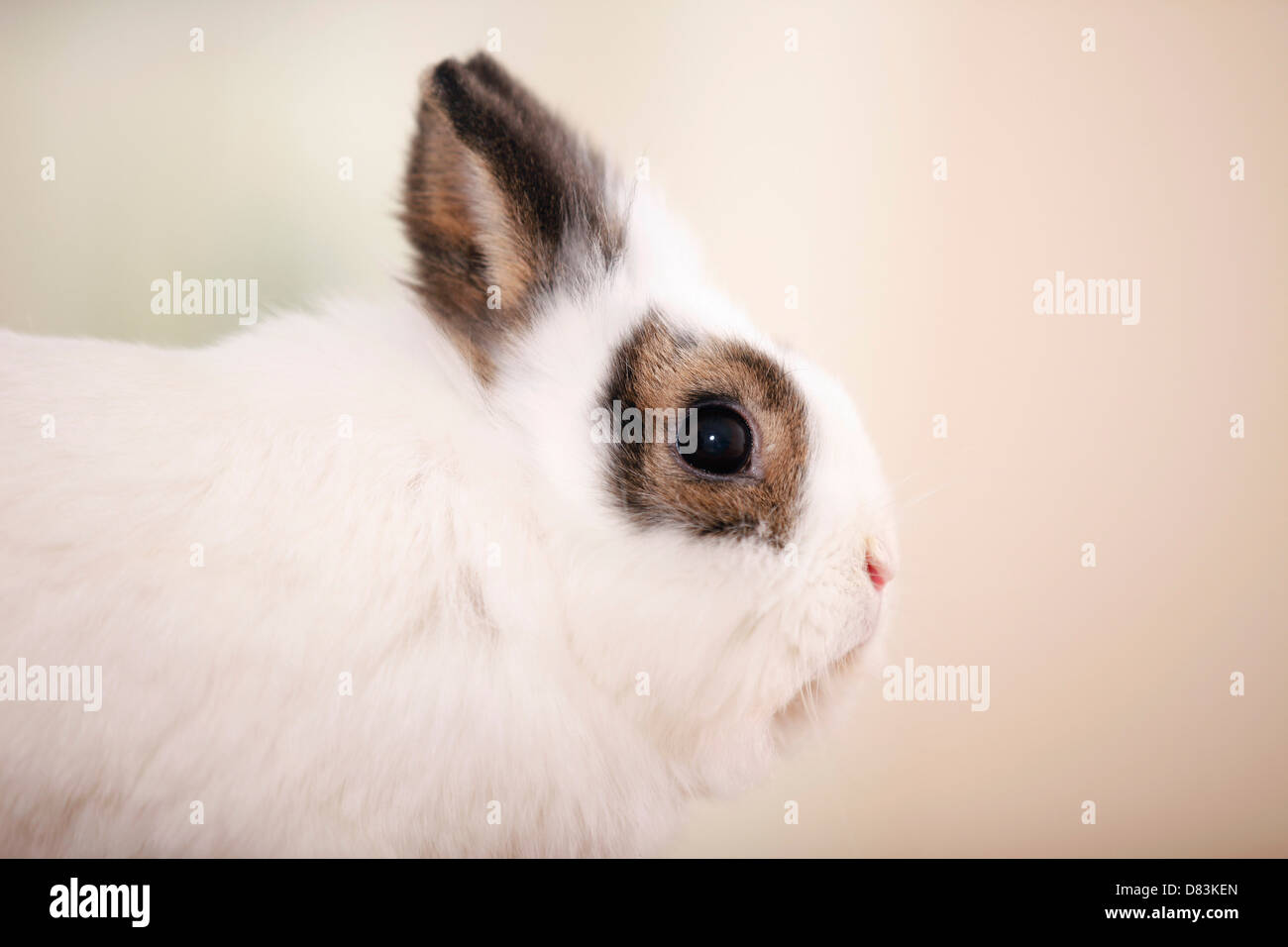 Bunny heads hi-res stock photography and images - Alamy