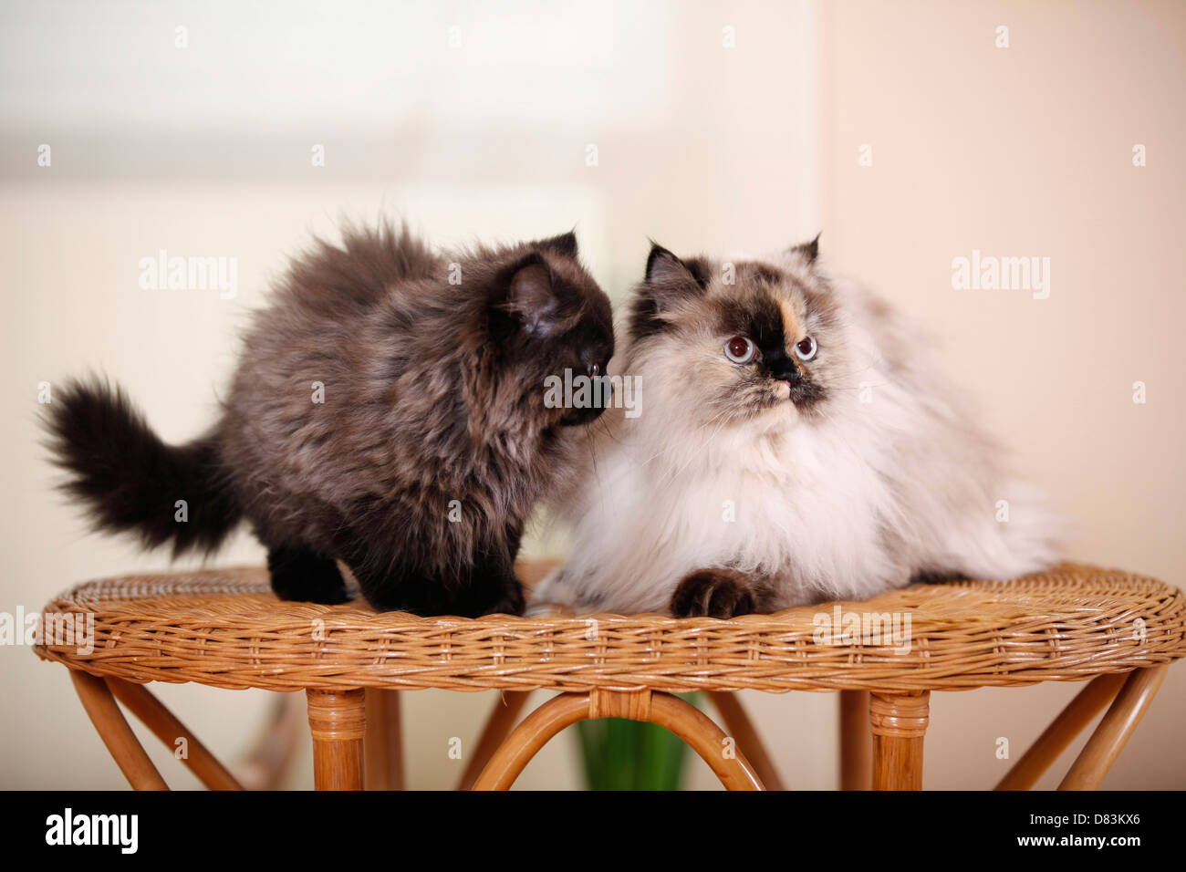 persian cats Stock Photo