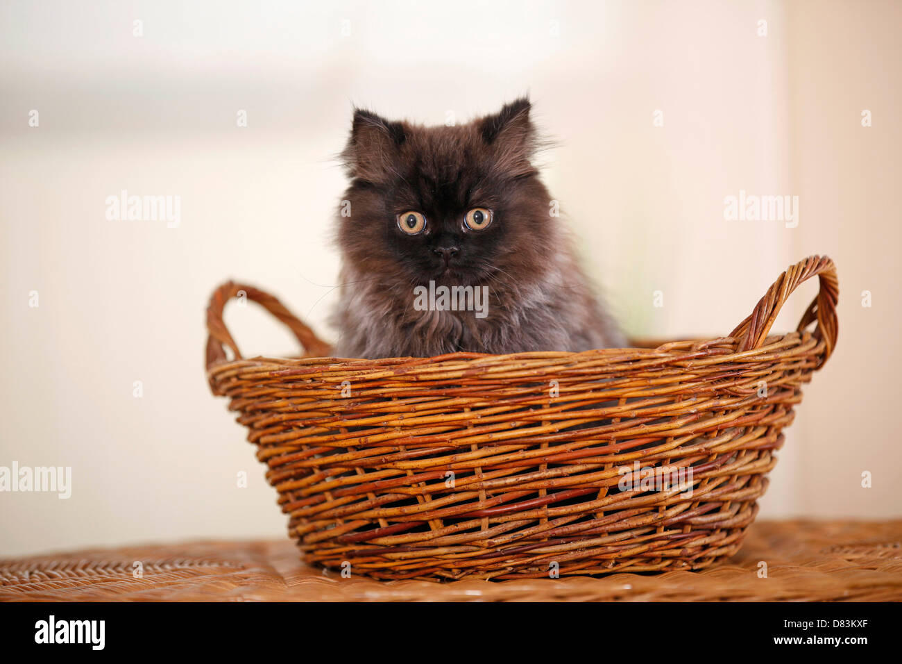 young persian cat Stock Photo