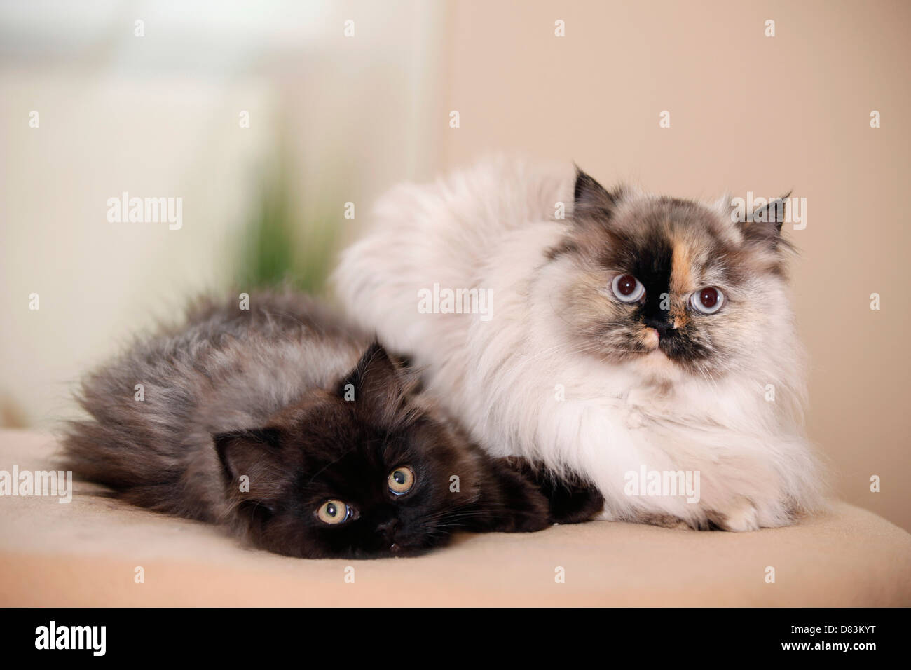persian cats Stock Photo