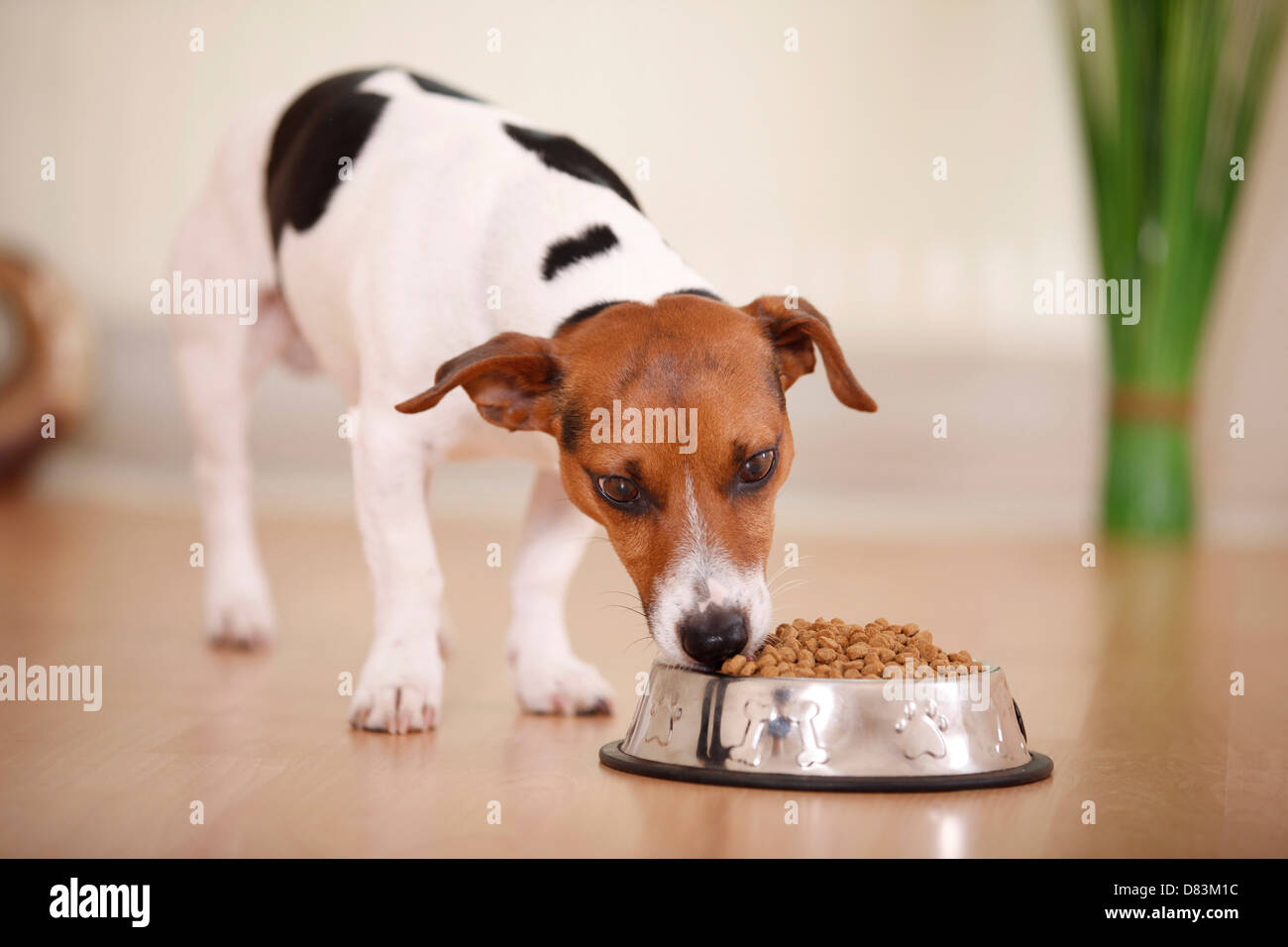 How Much Should A Jack Russell Terrier Eat