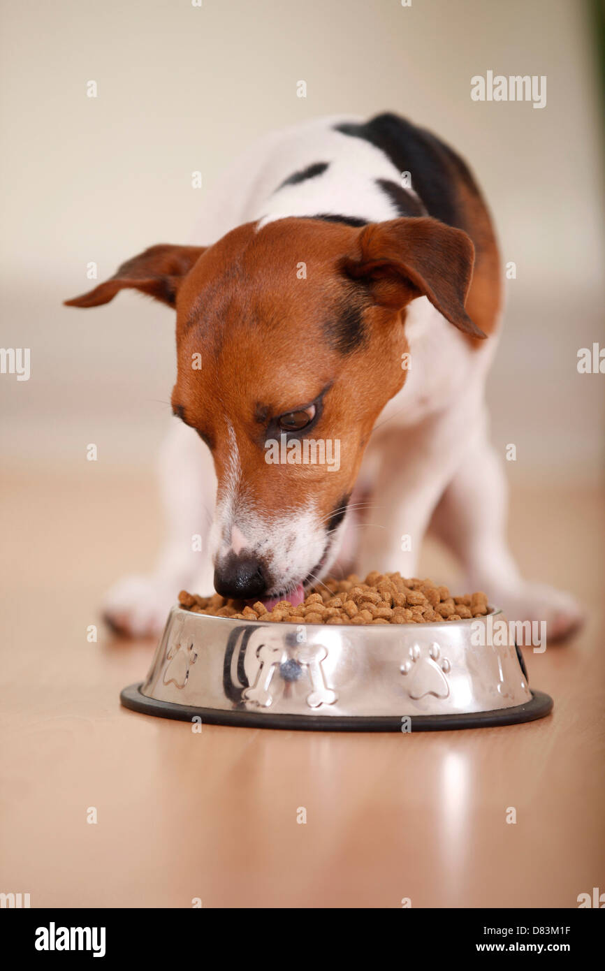 eating Jack Russell Terrier Stock Photo Alamy