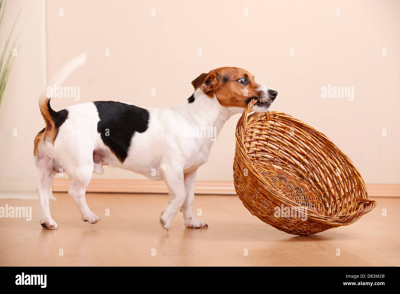Jack russell terrier muzzle hi res stock photography and images Alamy