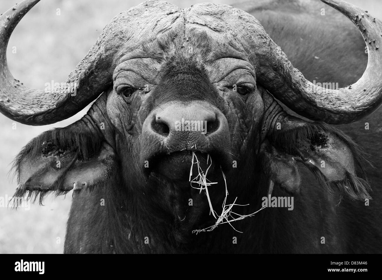 Portrait of an African Buffalo (Syncerus Caffer) in B/W, Serengeti, Tanzania Stock Photo