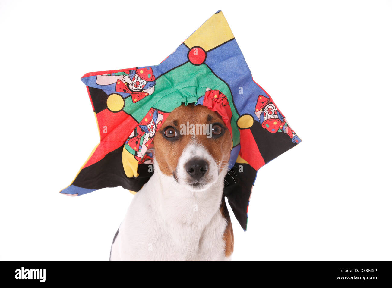 Dog dressed as clown hi-res stock photography and images - Alamy