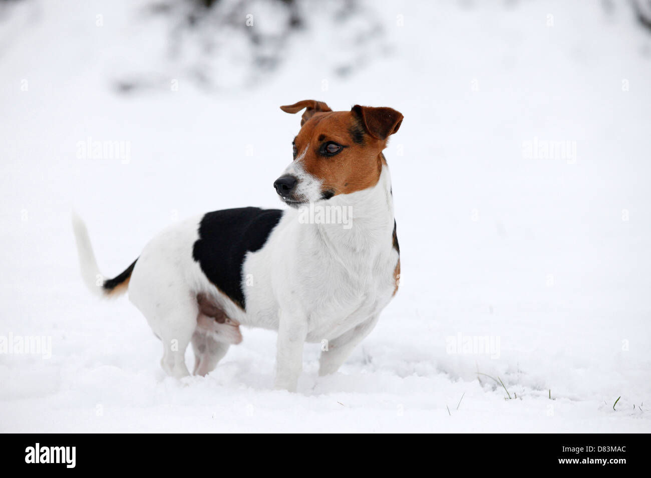 Jack russell in snow hires stock photography and images Alamy