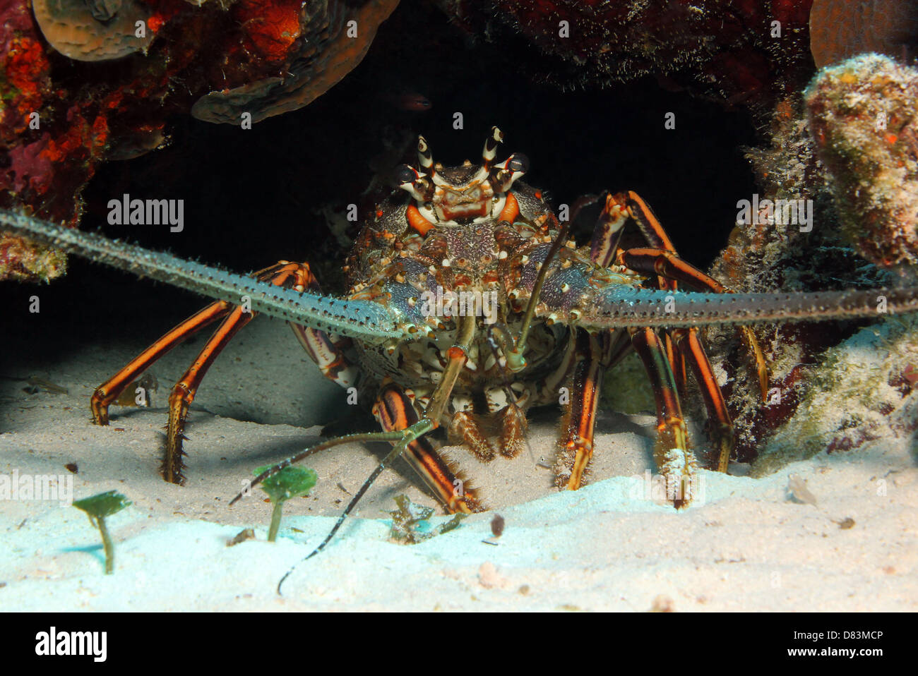 Caribbean Spiny Lobster (Panulirus Argus), Cozumel, Mexico Stock Photo