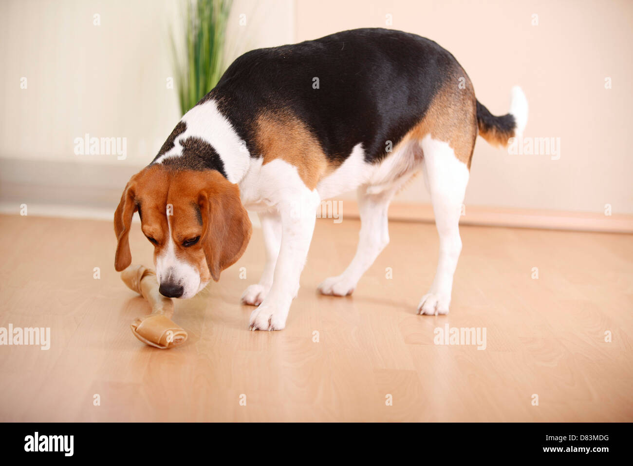 How Much Food Do I Feed My Beagle Puppy