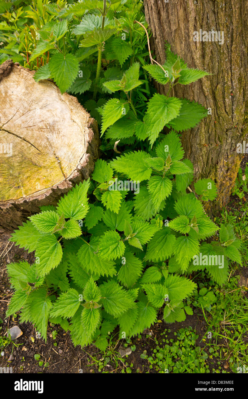 Common stinging nettles urtica dioica Stock Photo