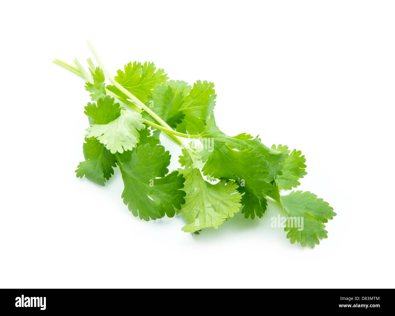 fresh herb, coriander isolated on white background Stock Photo Alamy