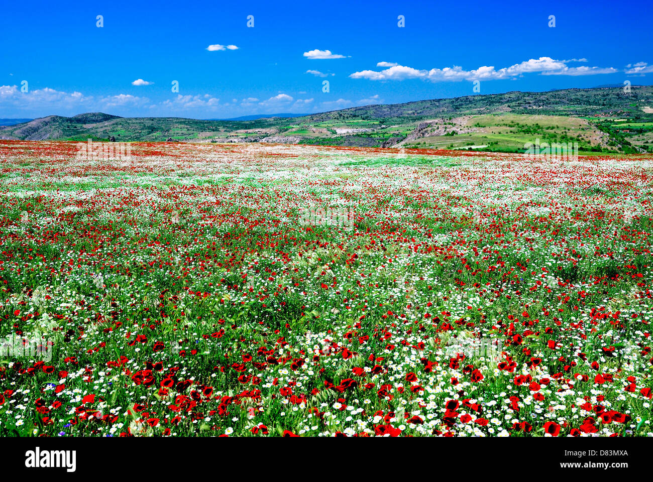 Flower of a poppy against a bright field and the blue sky Stock Photo ...