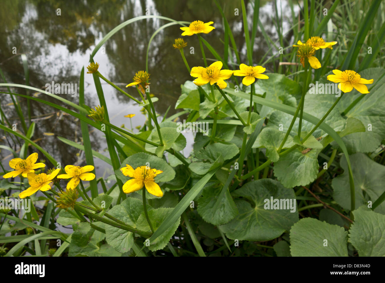 Marsh Marigold caltha palustris Stock Photo