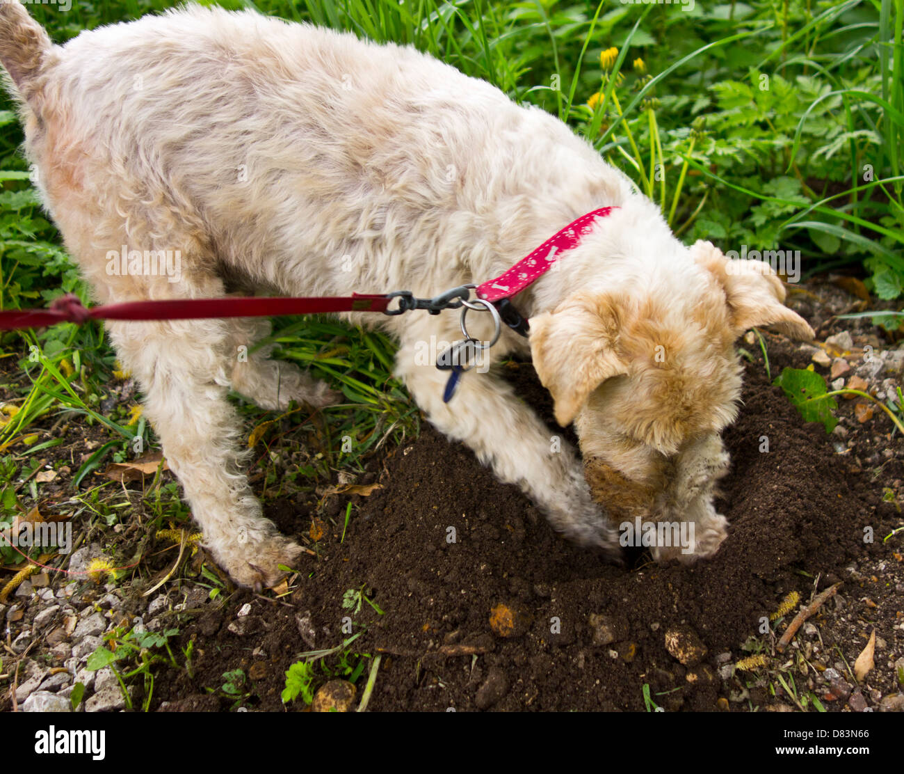 Terrier digging hot sale