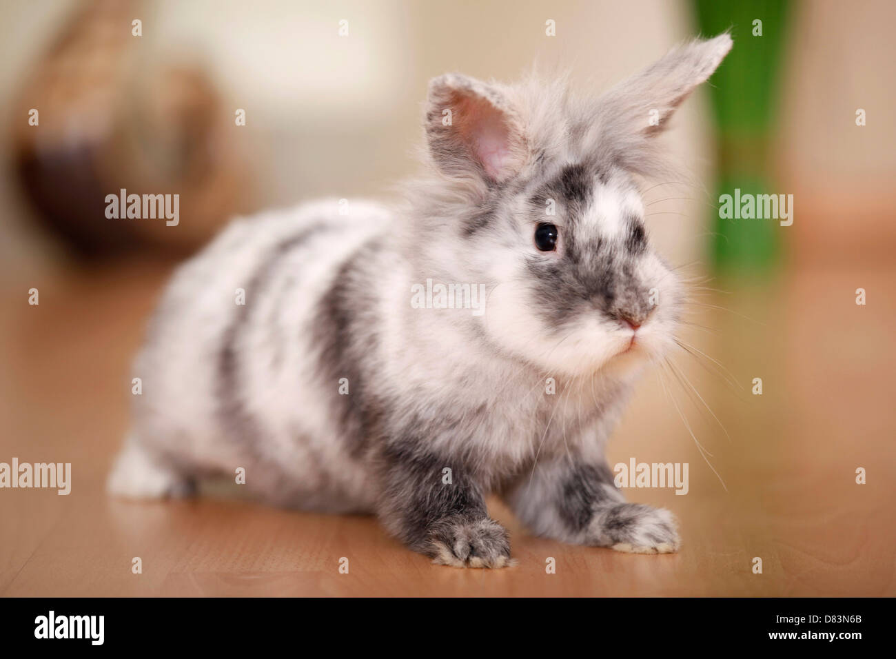 Piebald rabbit hires stock photography and images Alamy