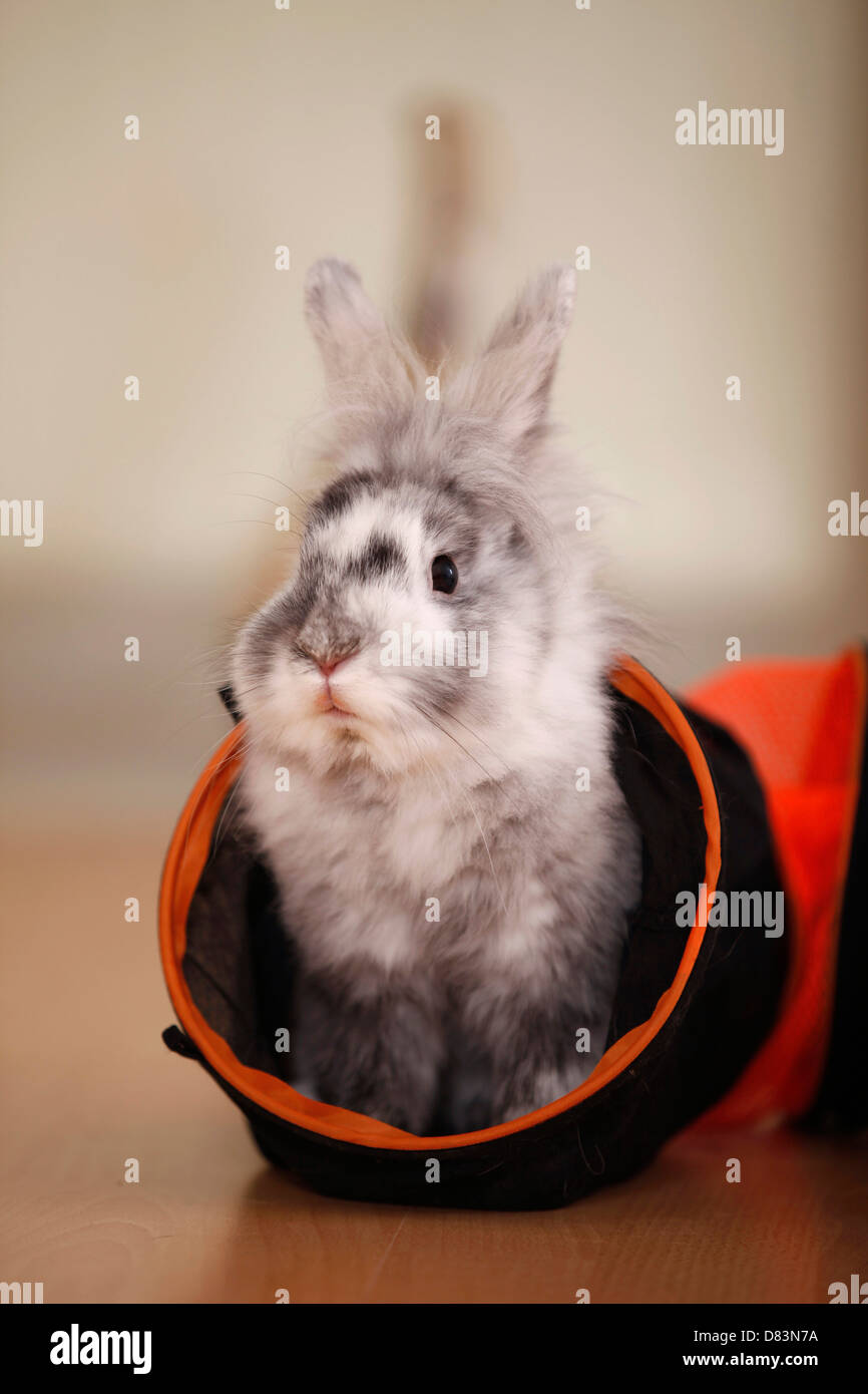 Rabbit, pet, toys hires stock photography and images Alamy