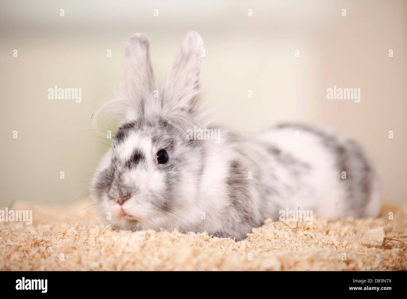 Rabbit litter hires stock photography and images Alamy