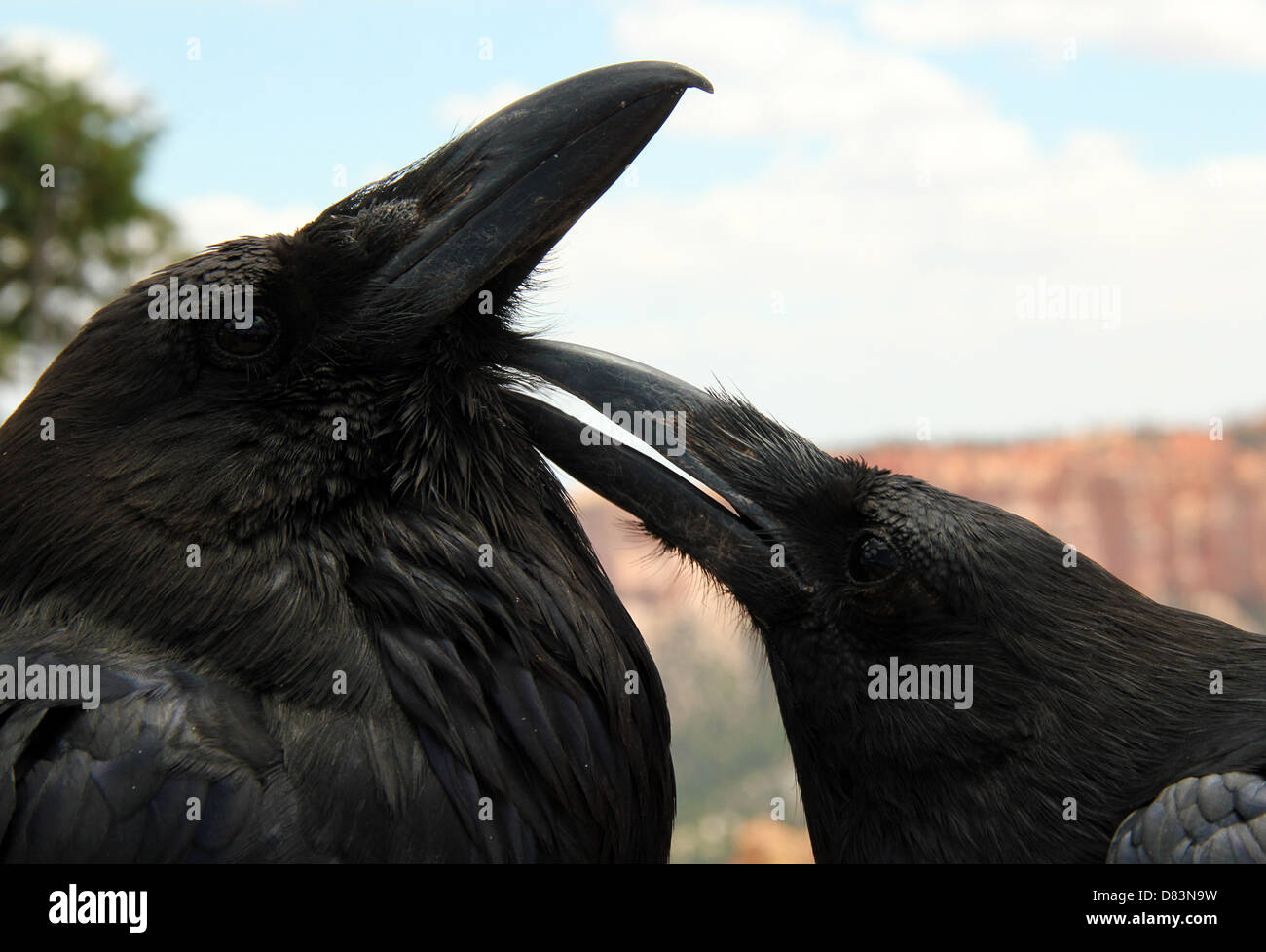 Ravens Cleansing, Bryce Canyon National Park, Utah, USA Stock Photo