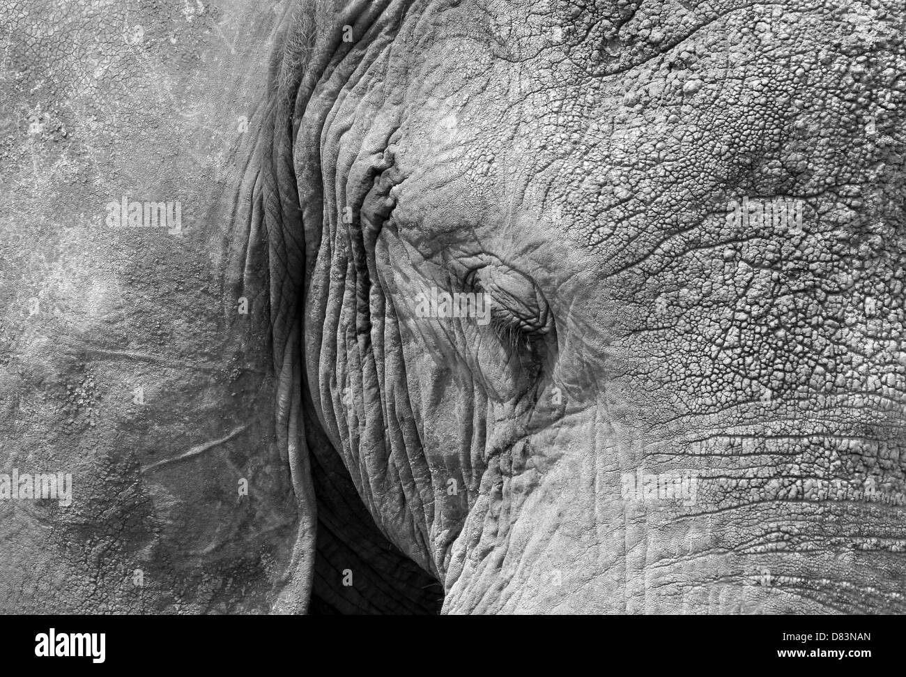 African Elephant (Loxodonta Africana) Close-up, Serengeti, Tanzania Stock Photo