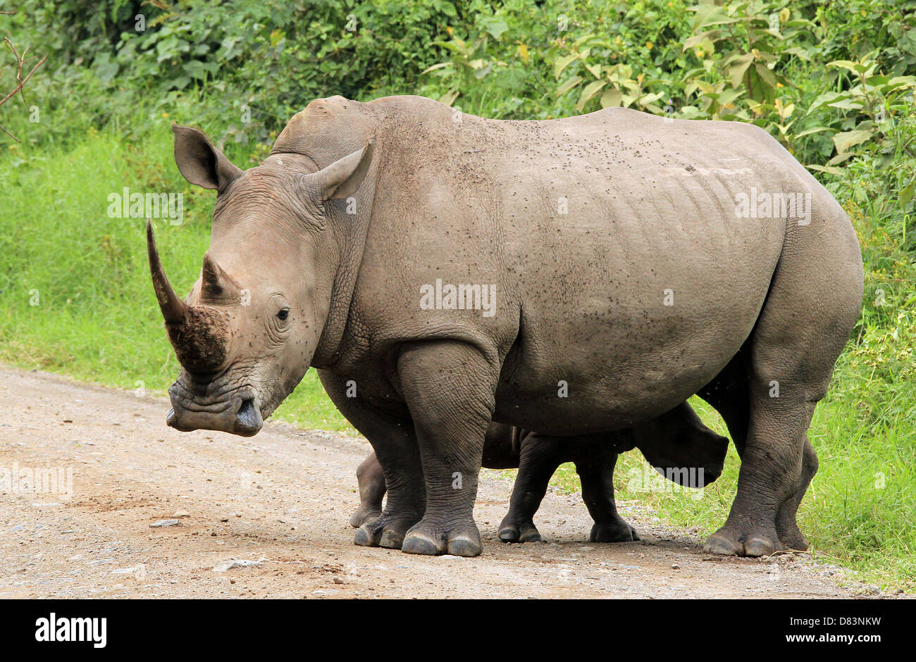 White Rhino (Ceratotherium simum) With Calf, Lake Nakuru, Kenya Stock Photo
