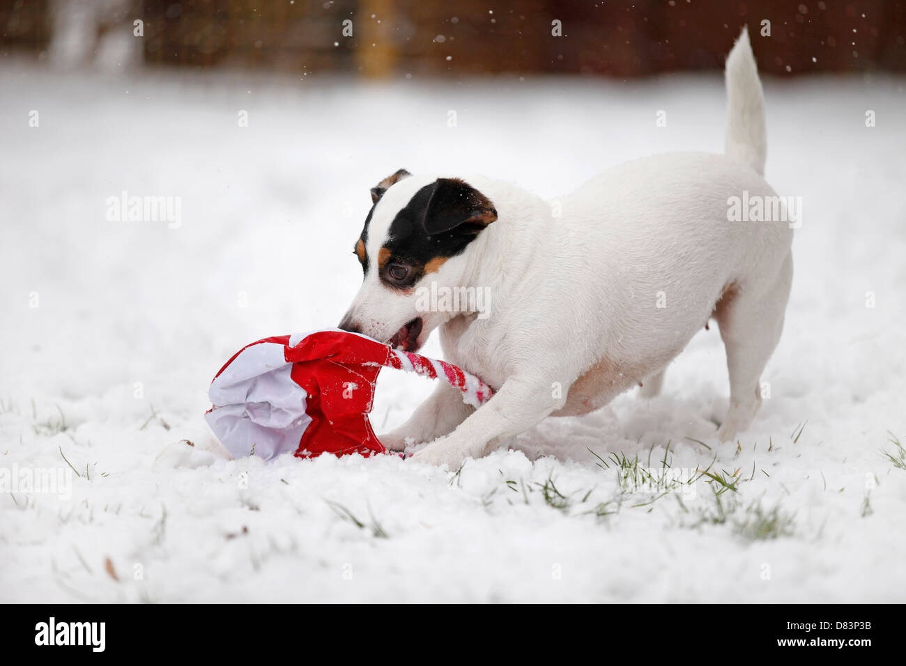 Jack Russell Terrier Stock Photo Alamy