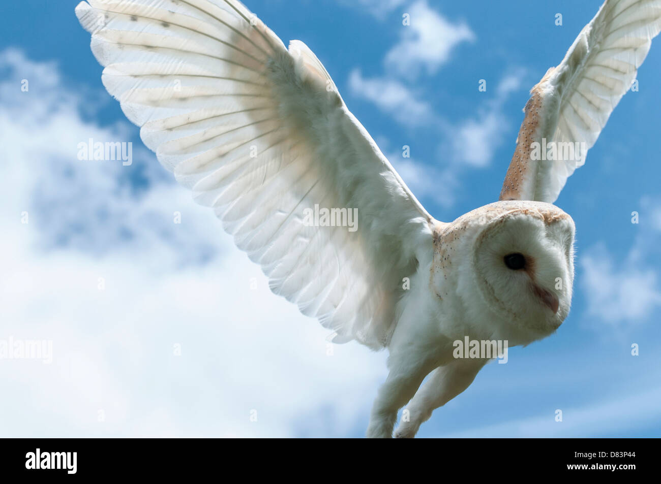 Barn Owl with open wings, light coming through the feathers, wingspan of some 75–110 cm,  pale, long-winged. Stock Photo