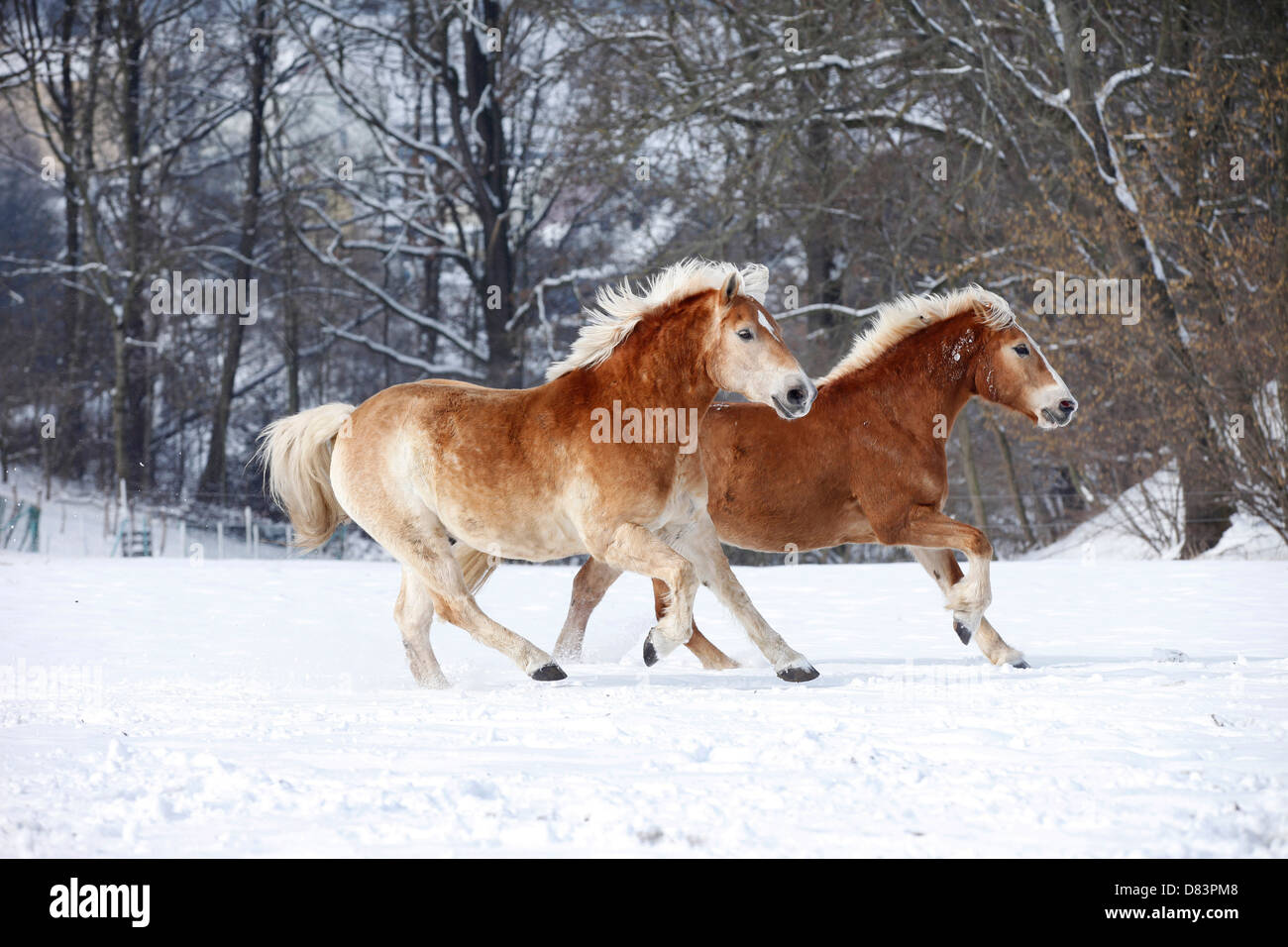 running Haflinger horses Stock Photo