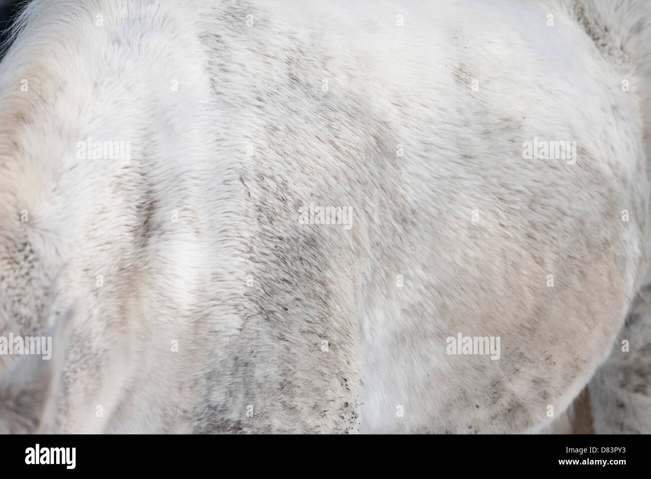 White and grey coat hi-res stock photography and images - Alamy