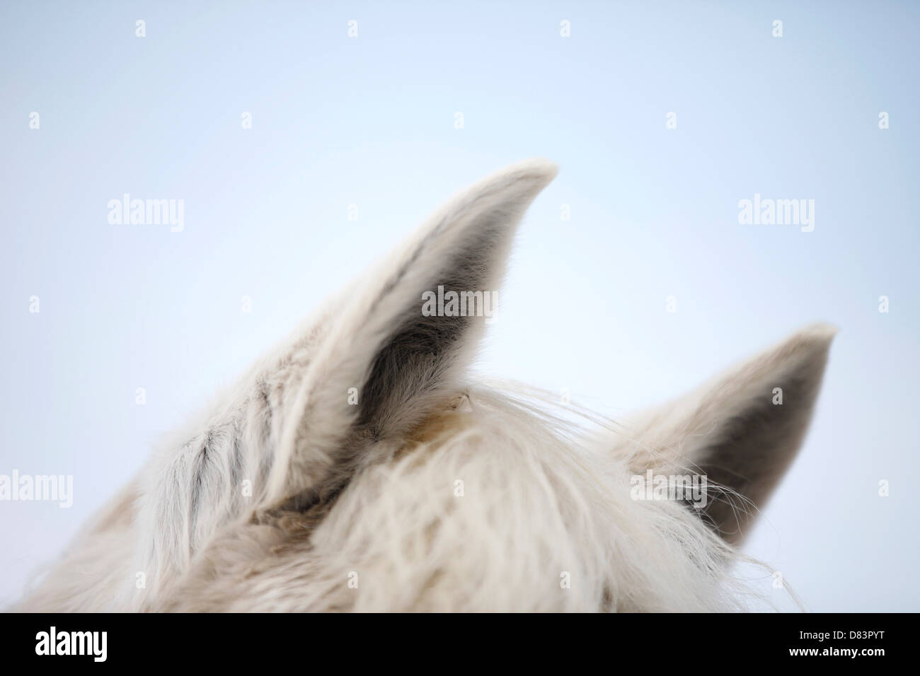 horse ear Stock Photo