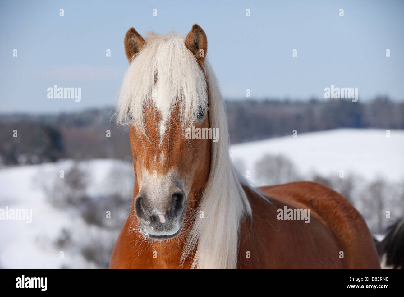 Pony Stock Photo