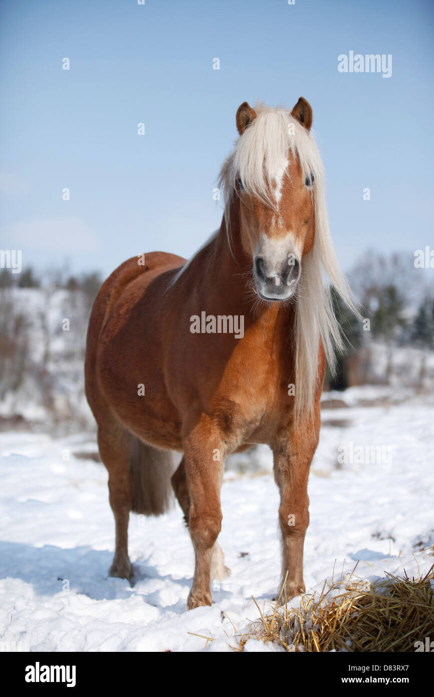 Pony ponys hi-res stock photography and images - Alamy