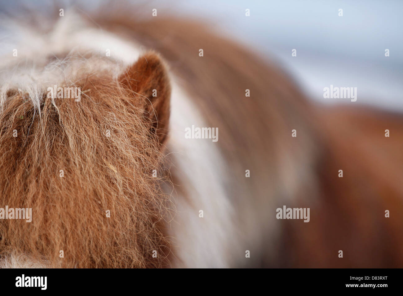 Shetland Pony Stock Photo