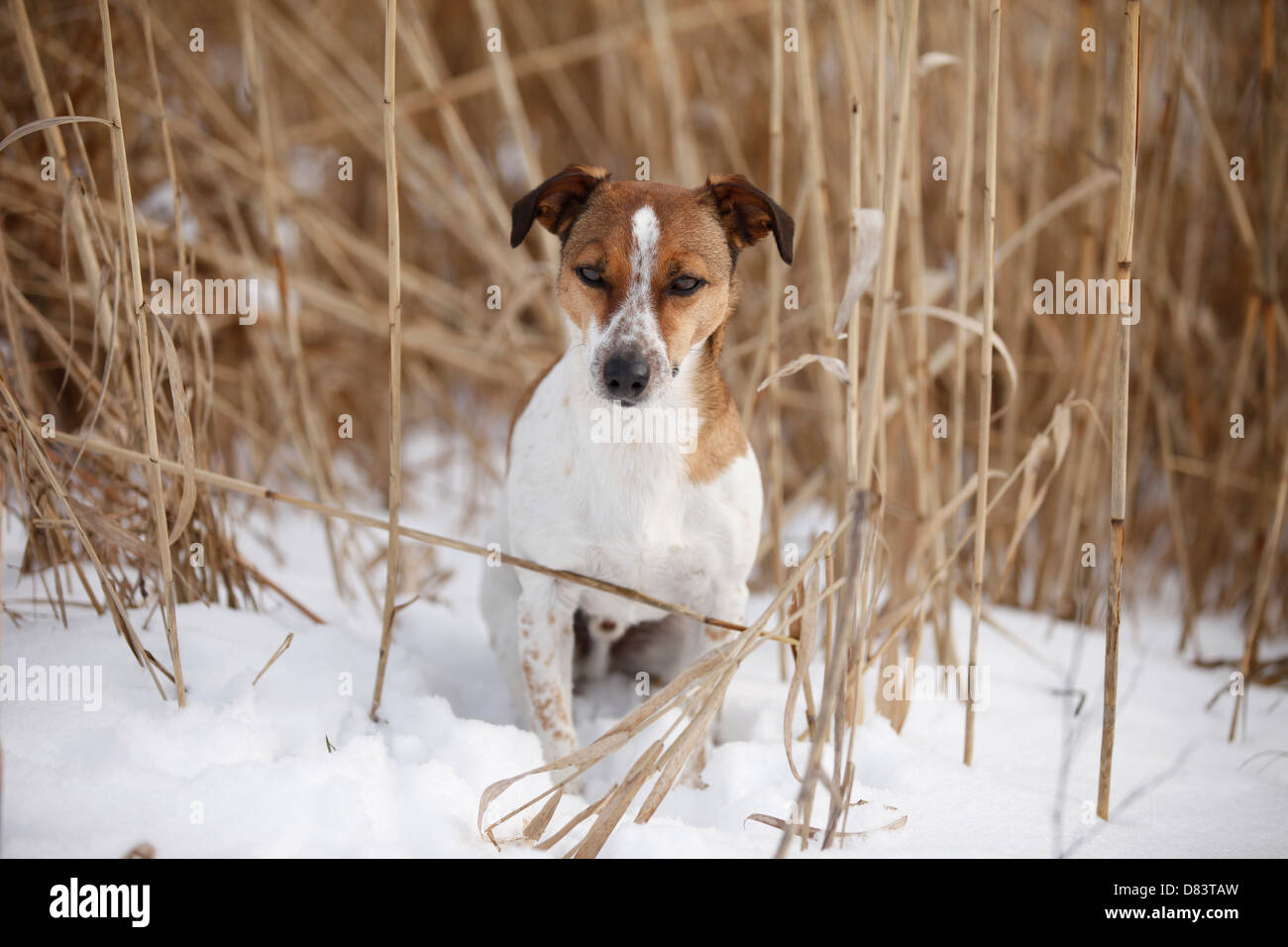 Jack Russell Terrier Stock Photo - Alamy