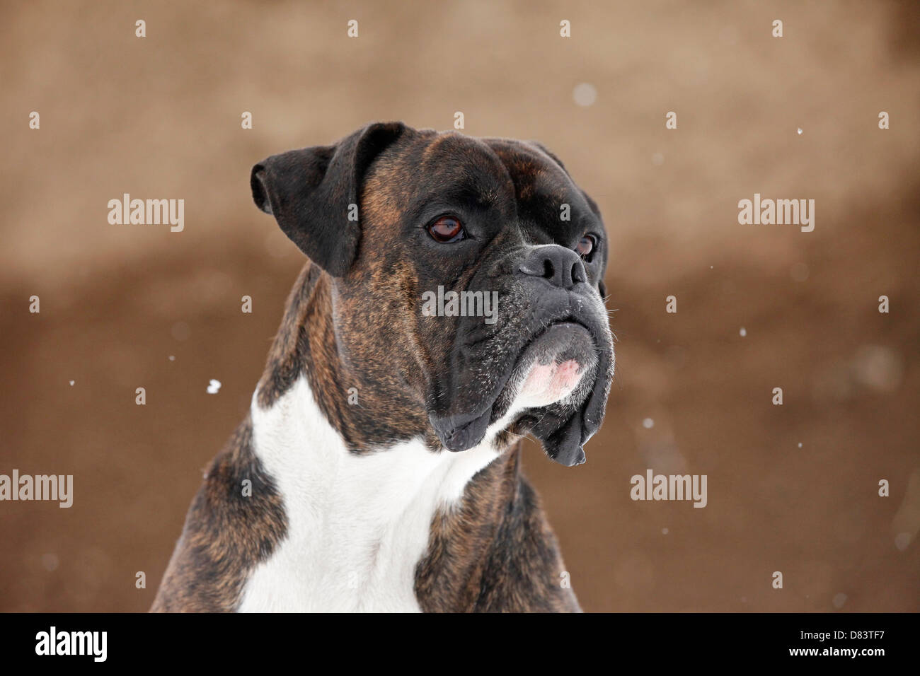 Boxer Portrait Stock Photo