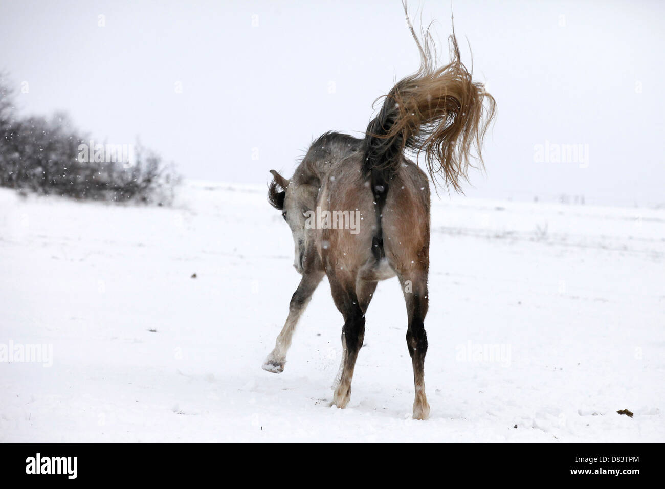 running arabian horse Stock Photo