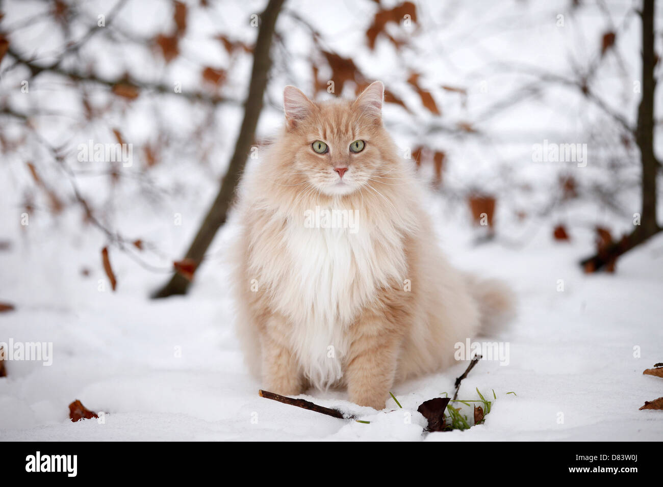 sitting Siberian Cat Stock Photo - Alamy