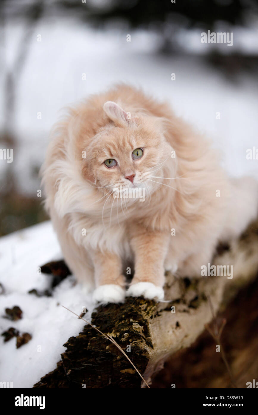 Cream cat tree hires stock photography and images Alamy