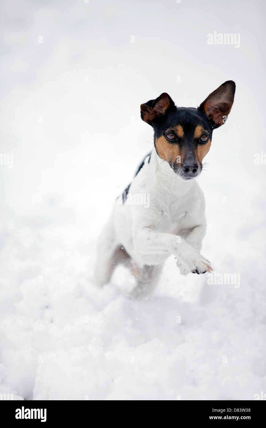Jack Russell Terrier Stock Photo - Alamy