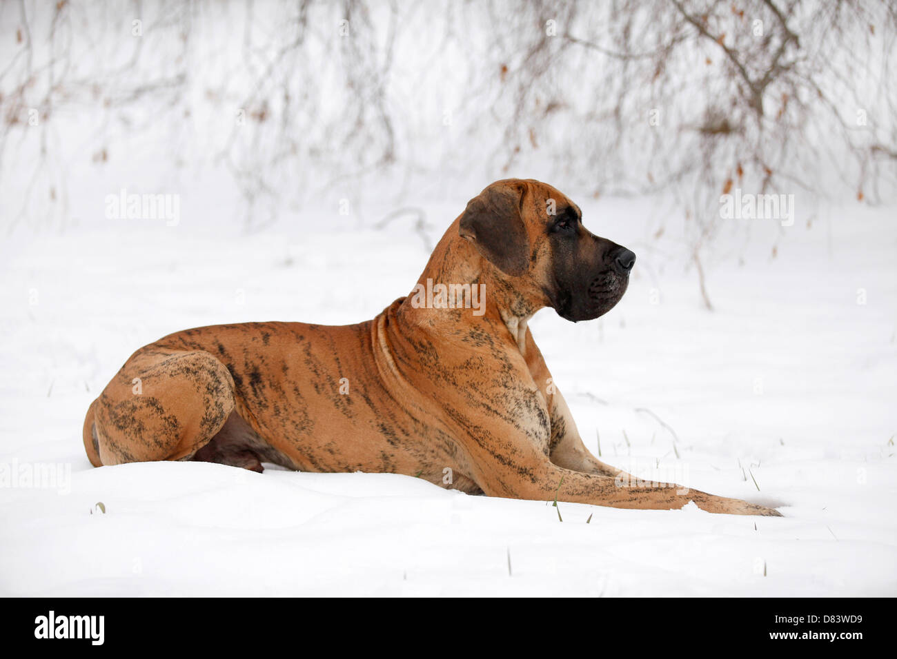 lying Great Dane Stock Photo