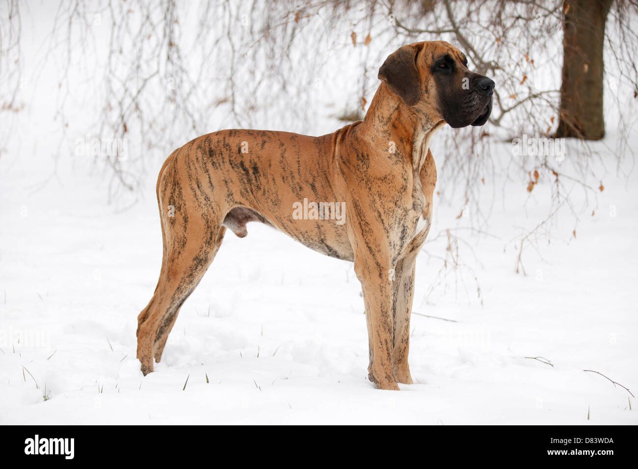 standing Great Dane Stock Photo