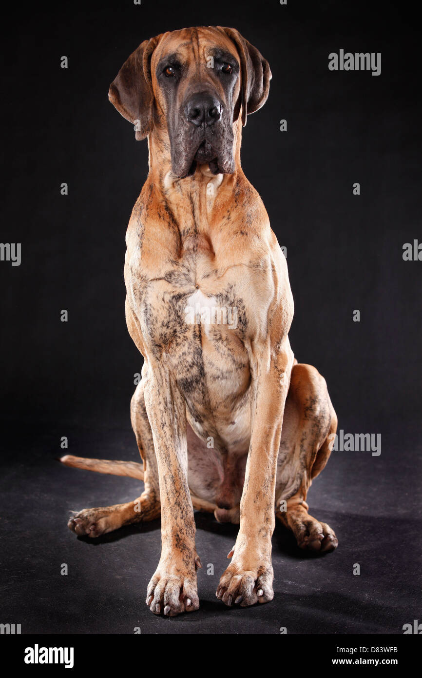 sitting-great-dane-stock-photo-alamy