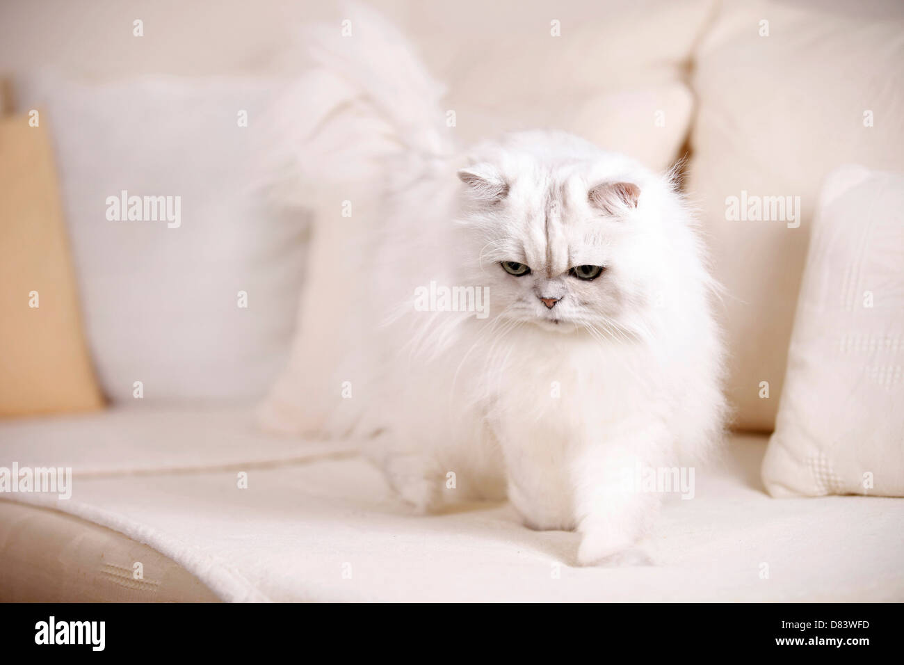 Chinchilla Persian Cat Stock Photo