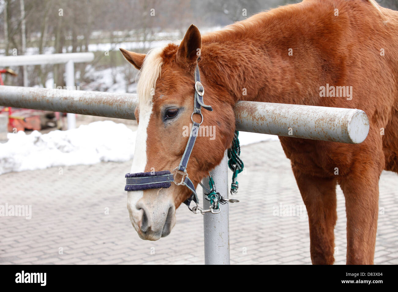 itching horse Stock Photo