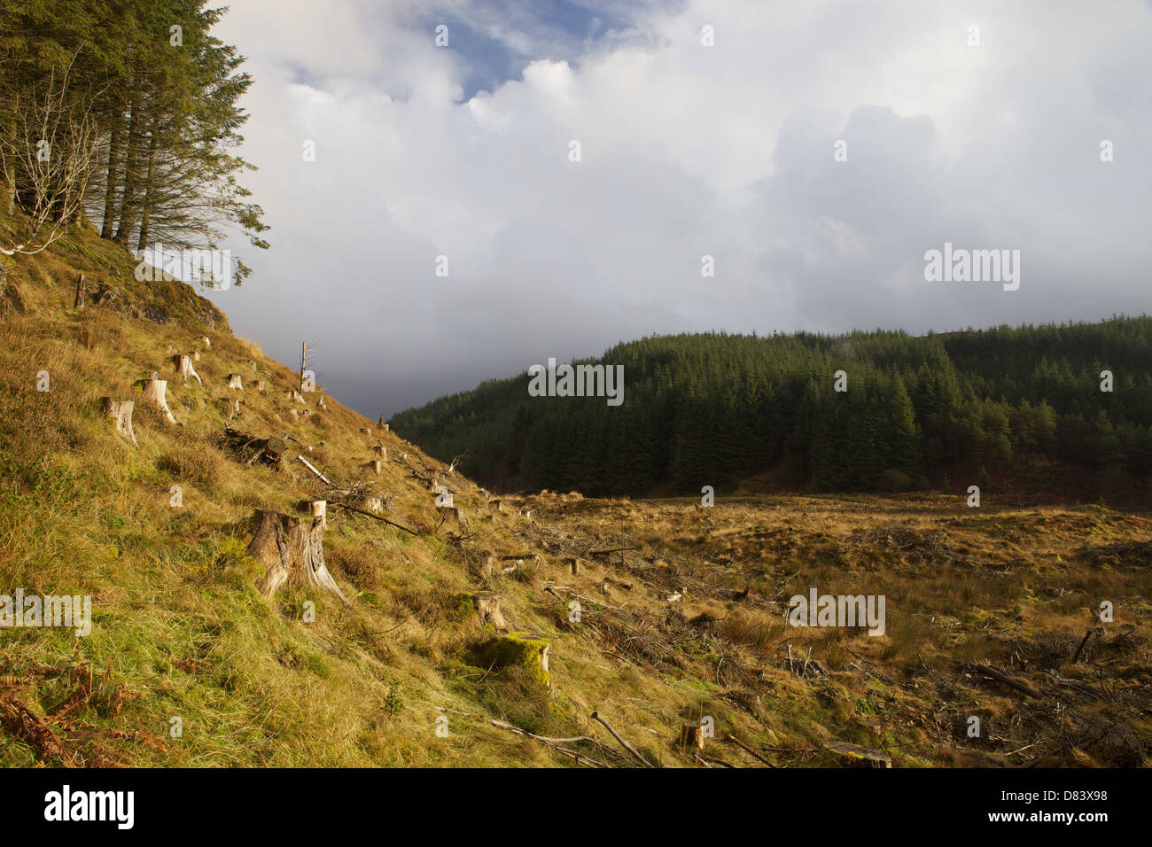 Galloway Forest Park, Dumfries & Galloway, Scotland Stock Photo Alamy