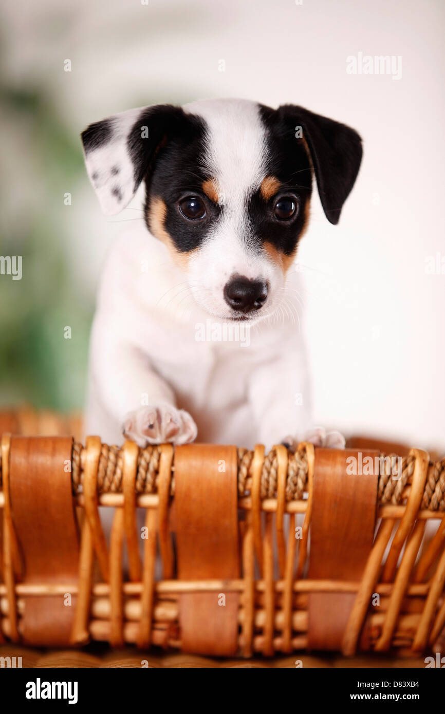 Jack Russell Terrier puppy Stock Photo Alamy